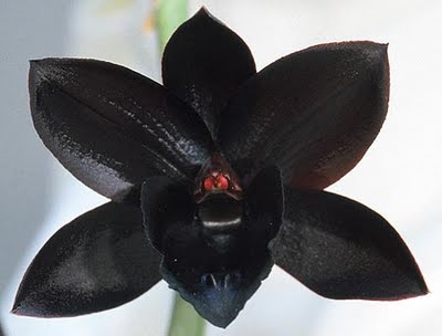 La leyenda de Orquídea Negra (1) – El armario